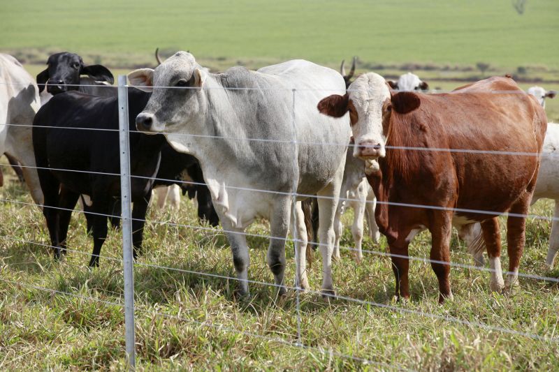 Livestock Fencing Installation detail